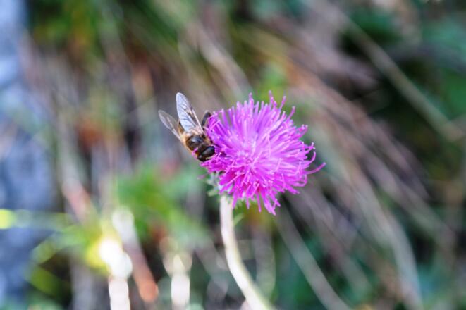 Summ, summ, Bienchen summ herum.