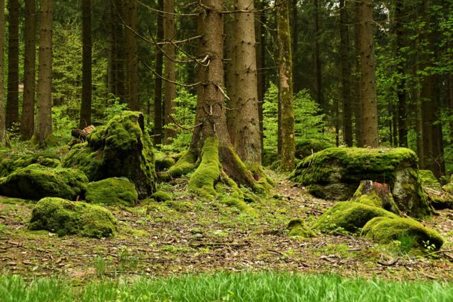 Mönchwald - Natur pur