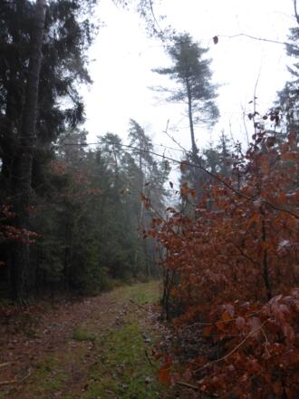 Schöner Waldweg durch den Wald "Steinach"