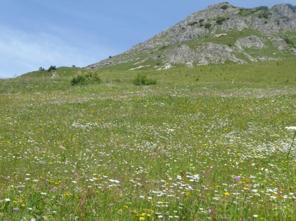 Blumenwiese bei Bürstegg
