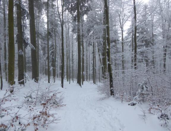 ...durch den verschneiten Wald