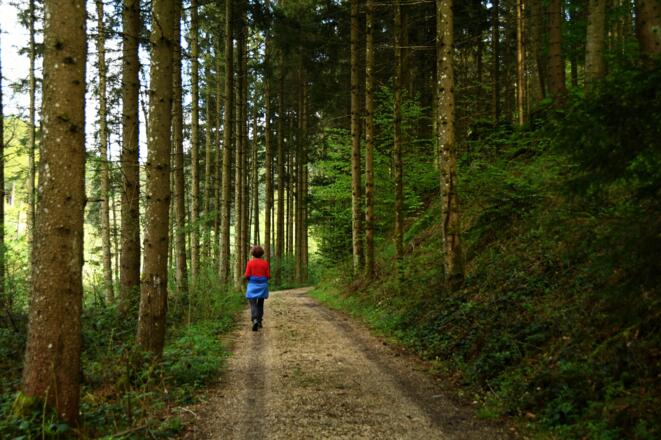Der Ruttensteinweg entlang der Großen Naarn