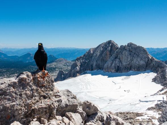 Loipe auf dem Gletscher vor dem großen und kleinen Koppenkarstein