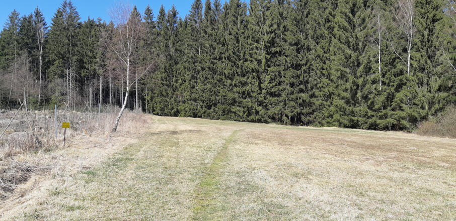 Eingang in den Wald