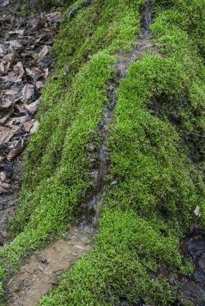 Raschbach Steinerne Rinne