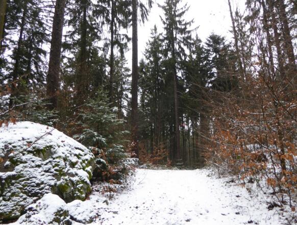 verschneite Waldwege