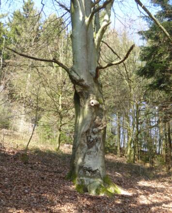 Bilderrätsel - was seht ihr? Stier?