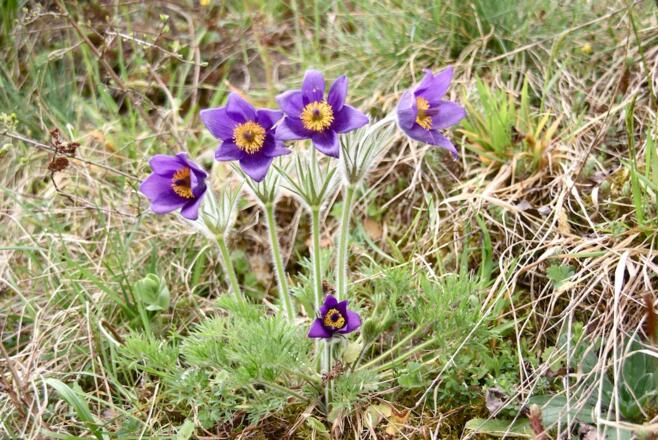 Küchenschellen am Wegrand