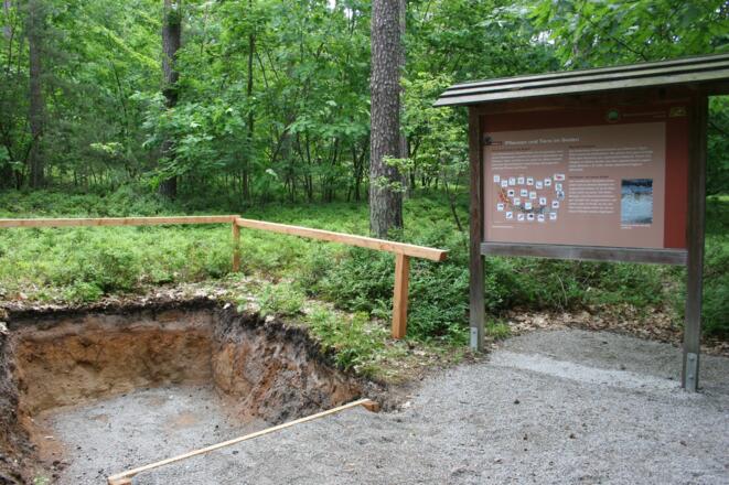 Station 5: Tiere und Pflanzen im Boden; Tafel und Aufschluss