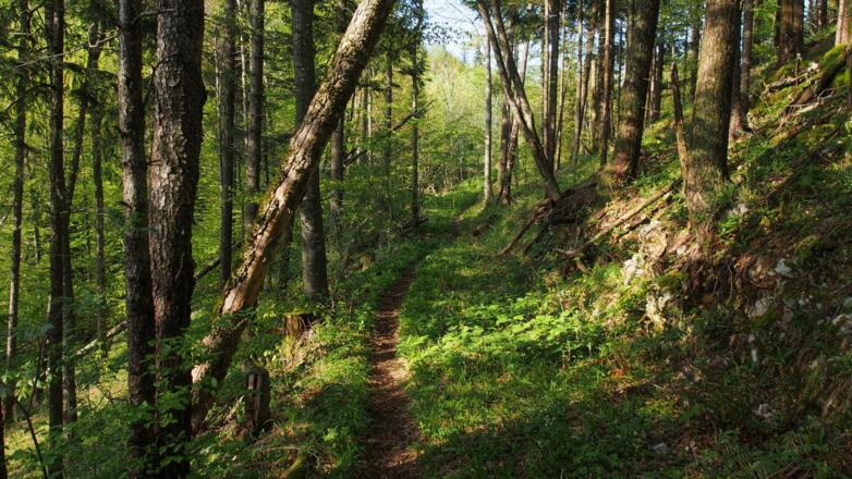 Am Weg Nr. 33 hoch zum Sonnkogel