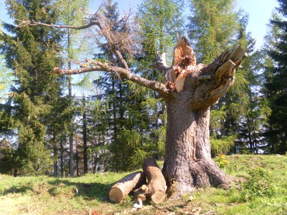 Schwarzenberg Gipfelkuppe