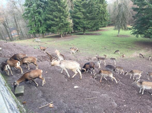 Tiergehege unterhalb vom Schloss