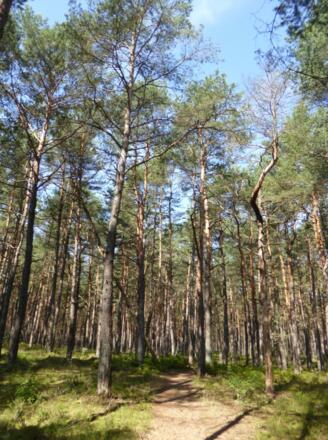 Kiefernwald in den Binnendünnen