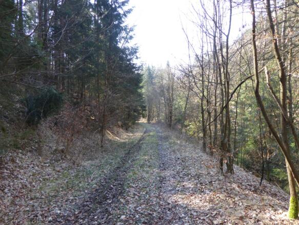 Aufstieg durch den Wald nach Geßmannszell