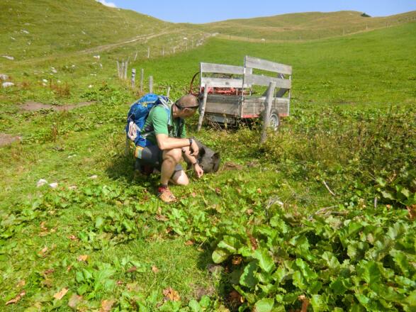 tierische Begegnung an der Jägerbauernalm