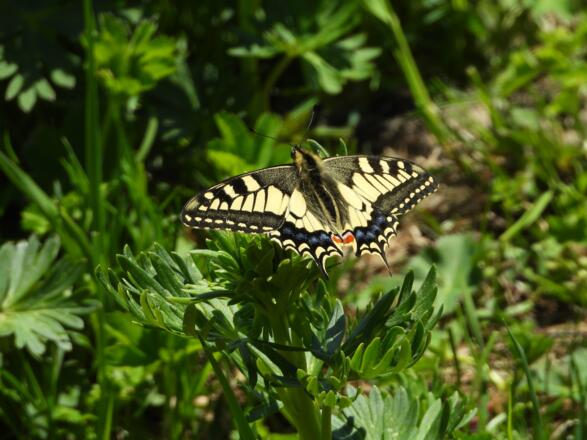 Einige Schwalbenschwänze umkreisten den Gipfel