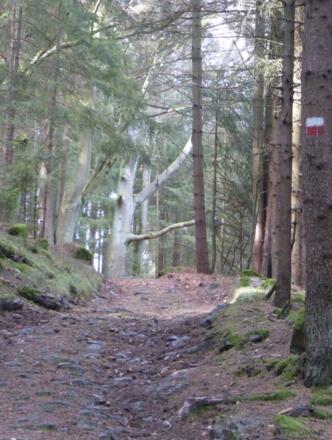 Waldwege rund um den Weißenstein
