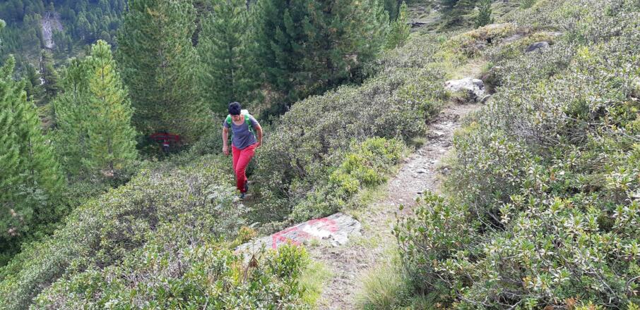 Auf 1950 m mündet der Steig in den Bergweg von der Steinkasernalm zum Tulfeinjöchl. Wir biegen rechts ein und  ....