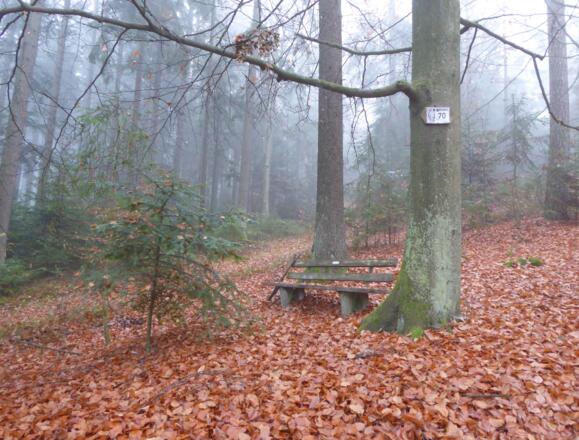 auf dem Weg zum Sattelberg
