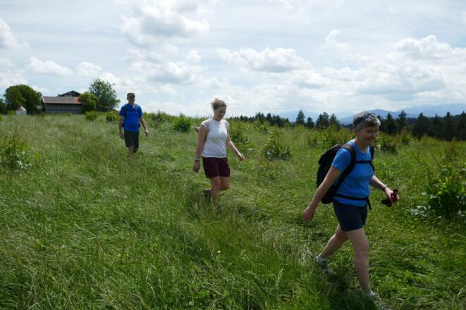 Sommerliche Wiese bei Neustadl...