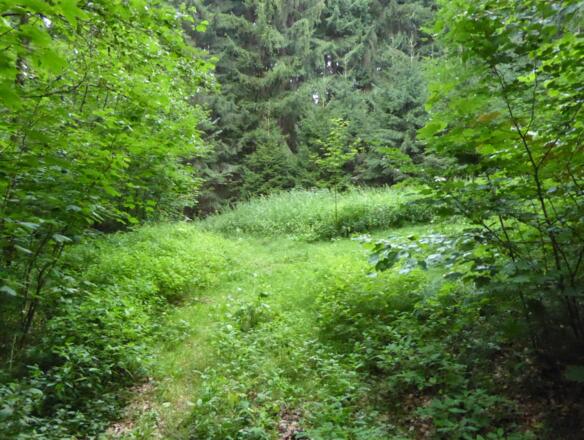 schöner Weg