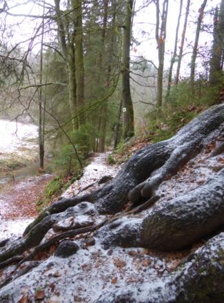 wurzelige Pfad im Höllbachtal