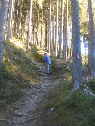 schöner Waldsteig