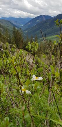 Rückblick - Frühjahrsbotanik
