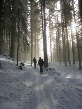 Skiroute im Hochwald