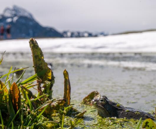 Frosch & Wendelstein