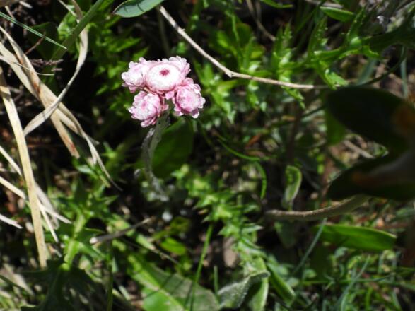 Das &quot;Gewöhnliche Katzenpfötchen&quot;