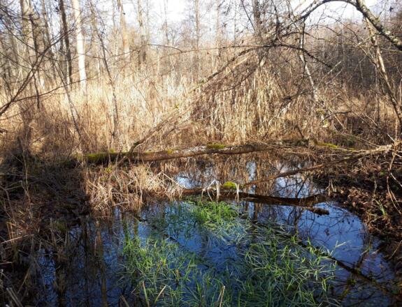 Mangroven im Rainer Wald