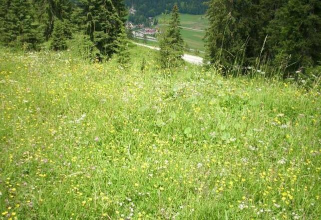 Fewo Löffler   Haus Tina