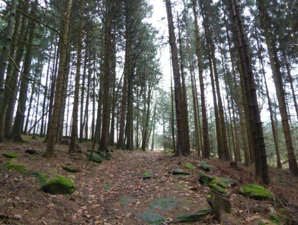 Waldweg hinauf nach Ziernberg
