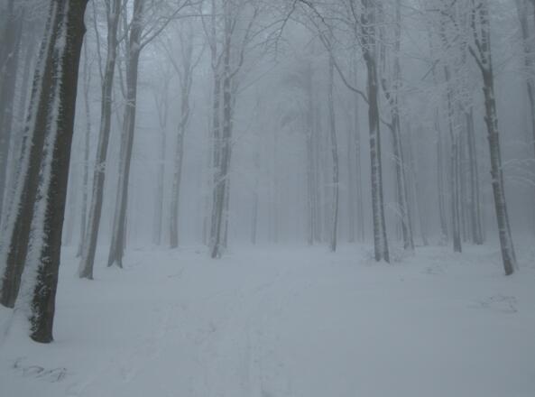 Schnee, Wald und Nebel