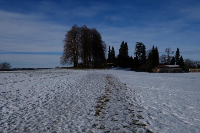 ... und über eine freie Wiese in den Wald