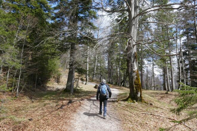Bequeme Kieswege führen vom Ferchensee zum Hohen Kranzberg hinauf.