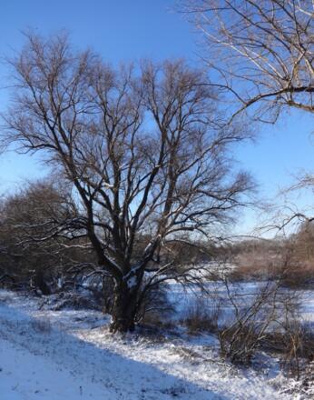 Vogelau - Vogelschutzgebiet