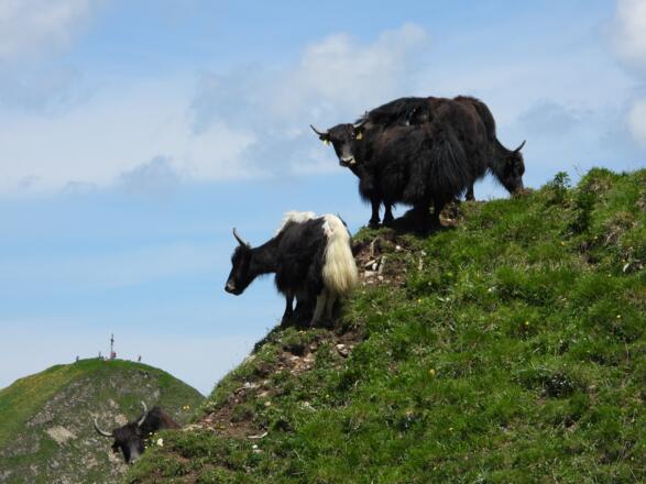 Eine Yakherde graste in der Nähe des Gipfels