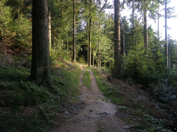 Am Ahornwieser Gangsteig gehen wir zurück nach St. Englmar.