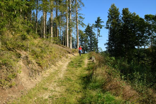 Traumhafter Wanderweg um den Guttenbrunner Berg