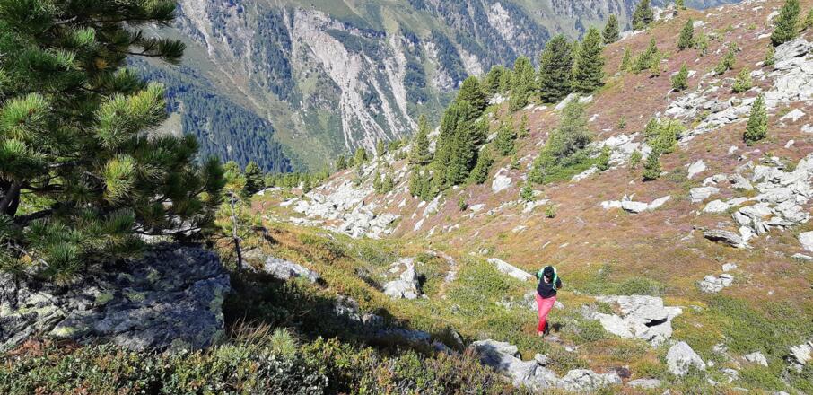 Einzelne Zirben und Zwergsträucher beherrschen diese Höhenstufe.