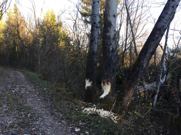 Am Triftkanal war der Biber am Werk