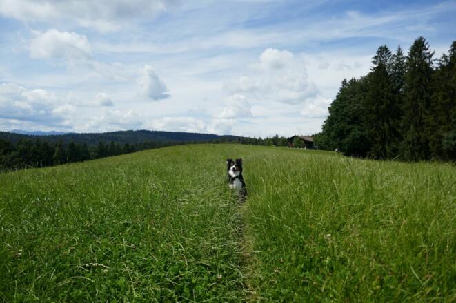 Wiesenpfad kurz vor Erreichen von Neustadl.