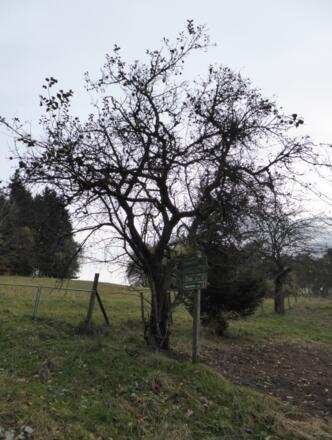 Aufstieg nach Obergrub