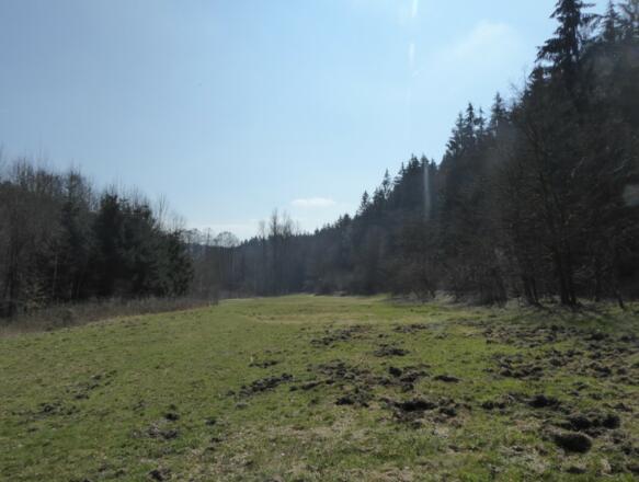 Wiese - mitten im Wald