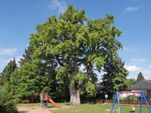 Uralt-Eiche in Röthenbach