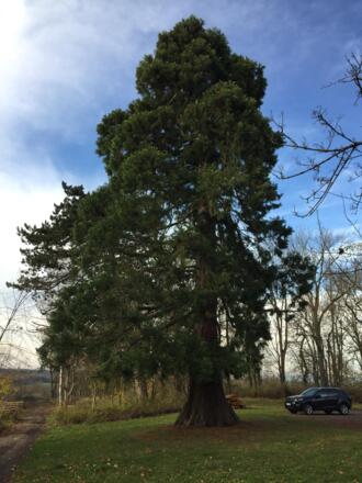 Mammutbaum am Parkplatz Schloss Callenberg