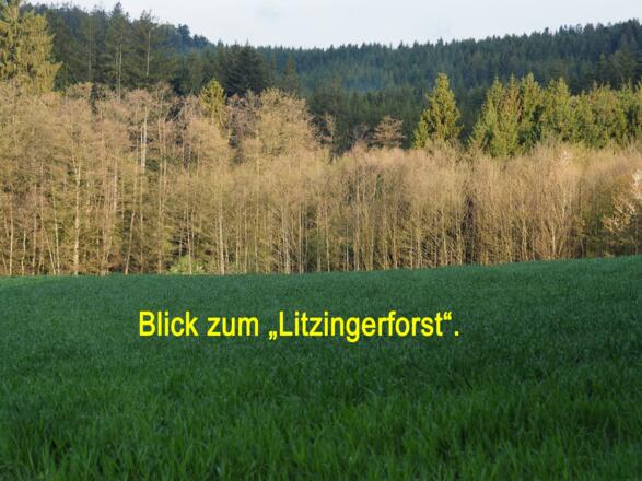 Blick in den Litzingerforst