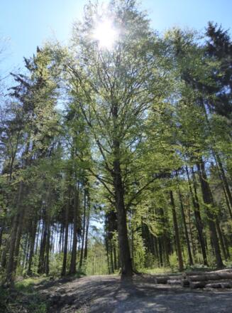 Schöner Waldweg